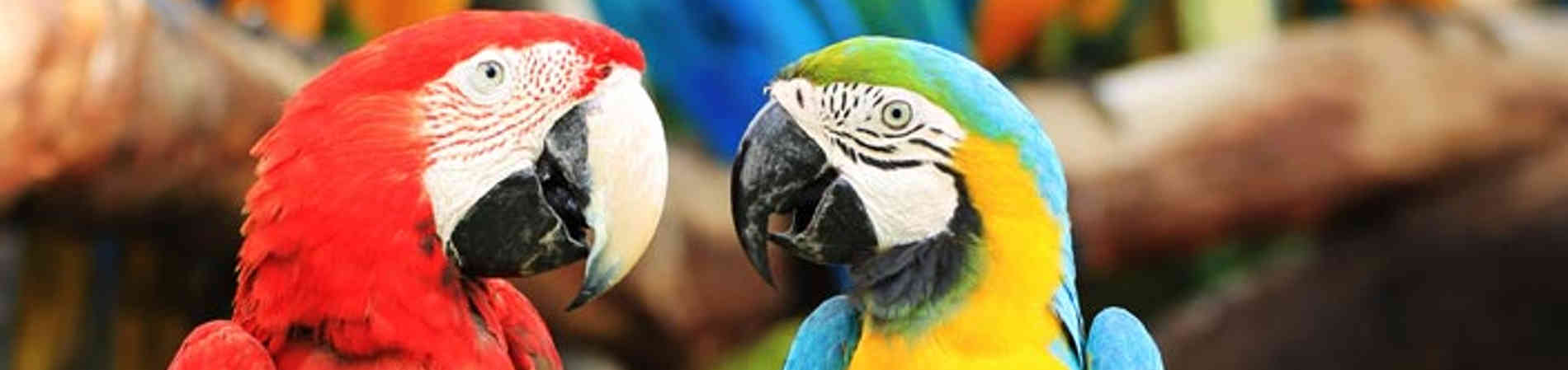 Guardería para pájaros Guardería para pájaros