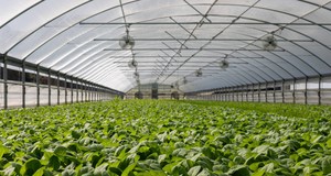 ¿Cuánto cuesta construir un invernadero? Precios en 2024