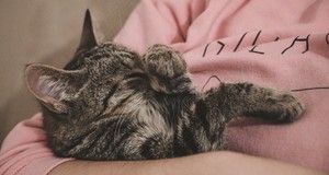 ¿Cuánto cuesta una guardería para gatos? Precios en 2024