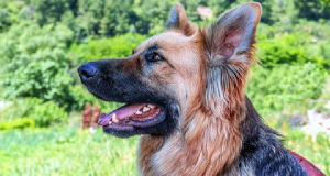 ¿Cuánto cuesta un etólogo canino? Precios en 2024
