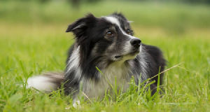 ¿Cuánto cuesta una guardería canina?