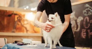 ¿Cuánto cuesta un servicio de peluquería canina? Precios para 2024