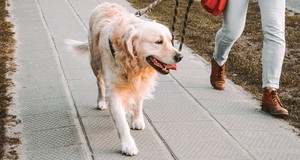 ¿Cuánto cobra un paseador de perros?