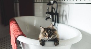 ¿Cuánto cuesta un servicio de estética felina? Precios para 2024