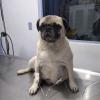 Cesárea de paciente pug.