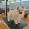 Pomerania después de salvado de manto.