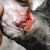 Cocker co un severo traumatismo en la oreja.