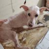 Schnauzer blanco después del servicio de estética.