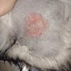 Pioderma y enfermedades de piel de un paciente Husky.