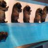 Cachorritos de paciente pug recién nacidos