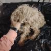 Schnauzer blanco para servicio de estética
