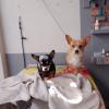 La hermanas Honey y miel