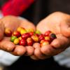 Primer plano Manos con granos de café. Chiapas, México