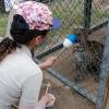 Manejo de target grandes felinos