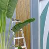 Bambu en pared exterior