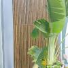 Colocación de BAMBU en exterior