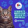 Veterinaria Vet Pulse