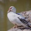 Pato