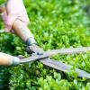 Corte y poda de plantas