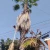 Lasso  Podas Y Derribos De Árboles Y Palmeras