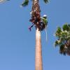 Lasso  Podas Y Derribos De Árboles Y Palmeras