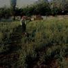 Tierra Alta Jardinería