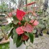 Alexanders