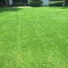Jardineria