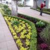 JARDINERIA PASEO COLON