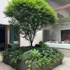 Jardinería De Oasis