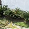 Jardinería