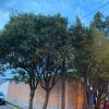 Jardines & Tree Care San José