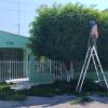 Jardines & Tree Care San José