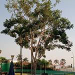 Eder López López Gordillo