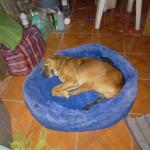 Cuidador De Perros Pf Act Empresa Y Profes