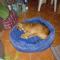 Cuidador De Perros Pf Act Empresa Y Profes