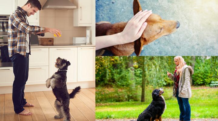Cómo ser adiestrador canino: Claves y Consejos